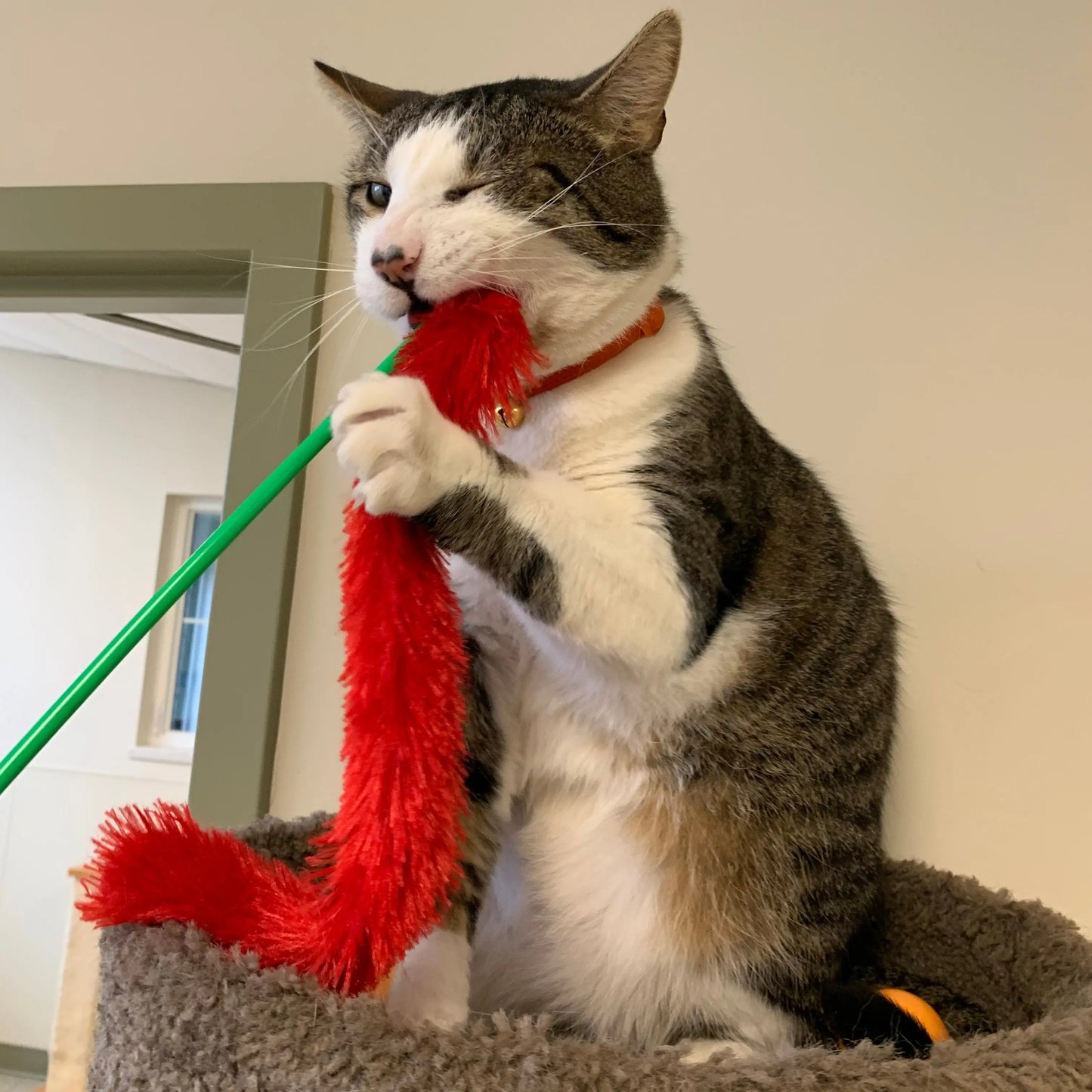 Tabby and white cat biting a red feather toy on a green wand, Artschatz out of warranty star repair context. - Out of Warranty Star Repair / Refurbishment